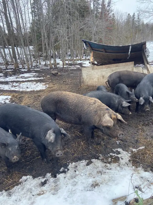 piglets and sows