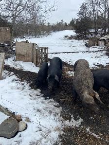 piglets and sows - Photo 2