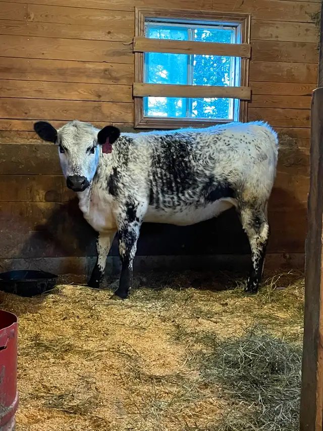 Speckle Park Heifer