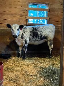 Speckle Park Heifer