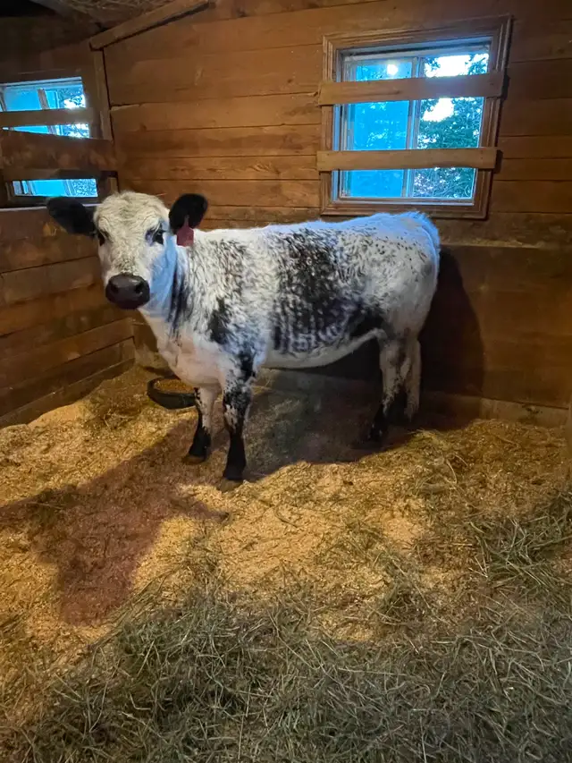 Speckle Park Heifer - Photo 2