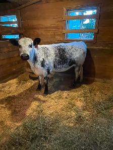 Speckle Park Heifer - Photo 2