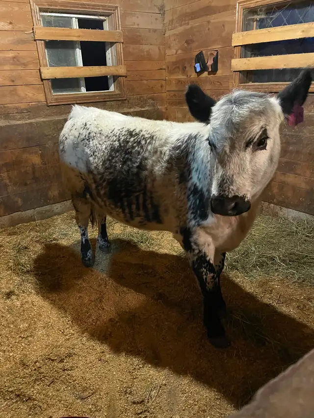 Speckle Park Heifer - Photo 3