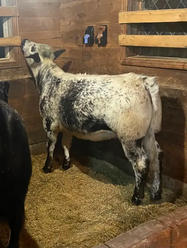 Speckle Park Heifer - Photo 4