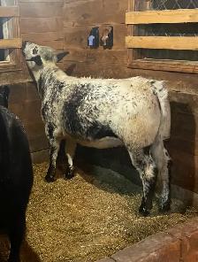 Speckle Park Heifer - Photo 4