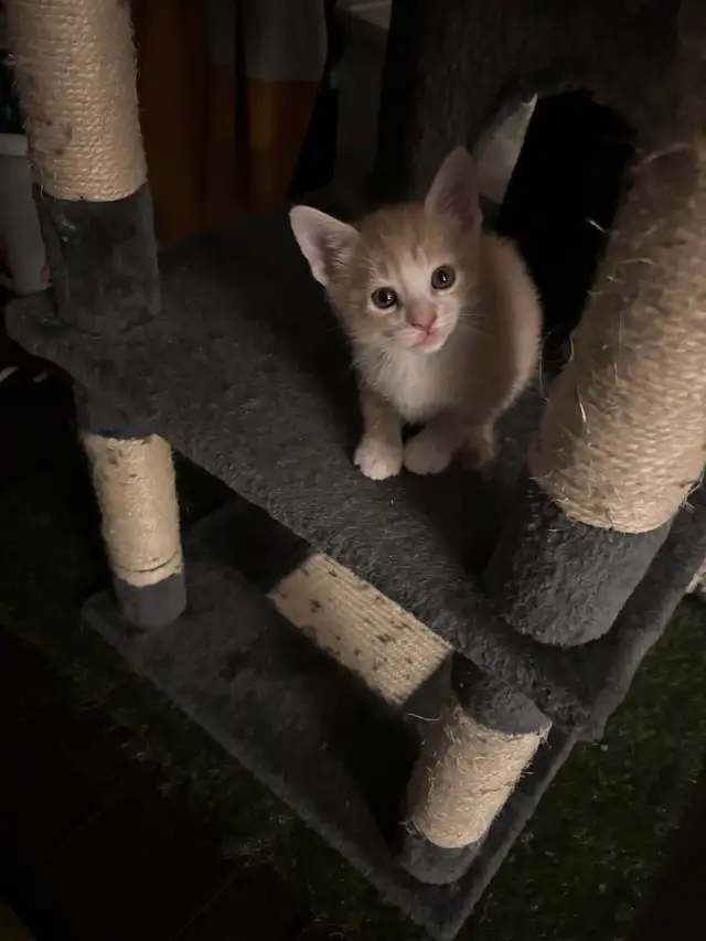 two male kittens ready April 22nd 2026