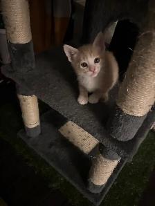 two male kittens ready April 22nd 2026