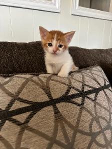 two male kittens ready April 22nd 2026 - Photo 2