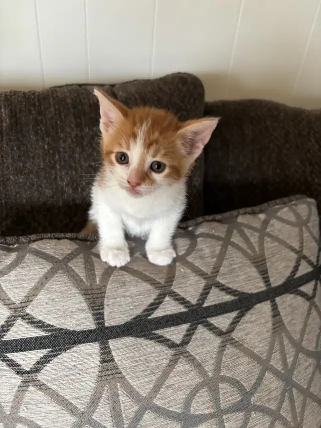 two male kittens ready April 22nd 2026 - Photo 3