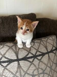 two male kittens ready April 22nd 2026 - Photo 3