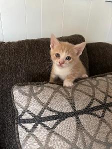 two male kittens ready April 22nd 2026 - Photo 4