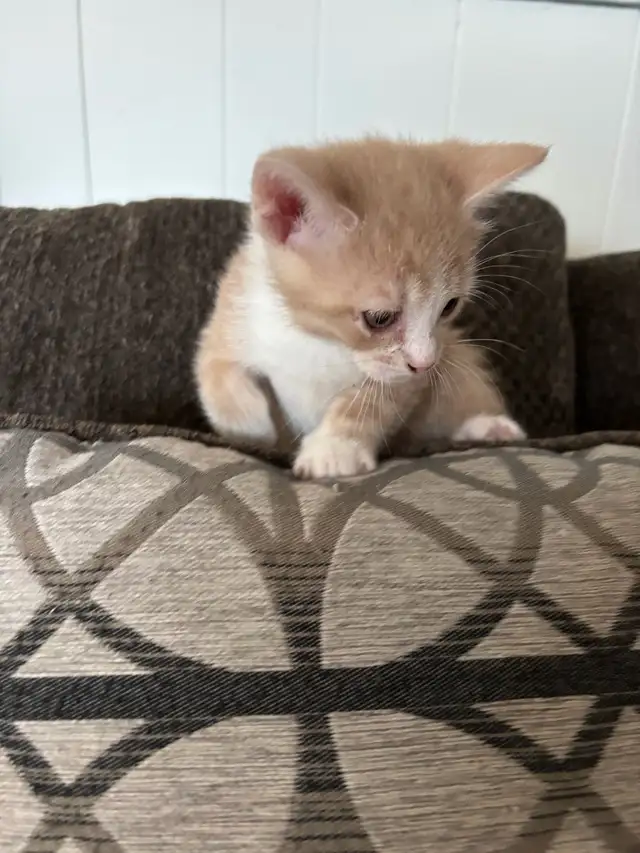 two male kittens ready April 22nd 2026 - Photo 5