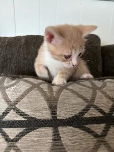 two male kittens ready April 22nd 2026 - Photo 5