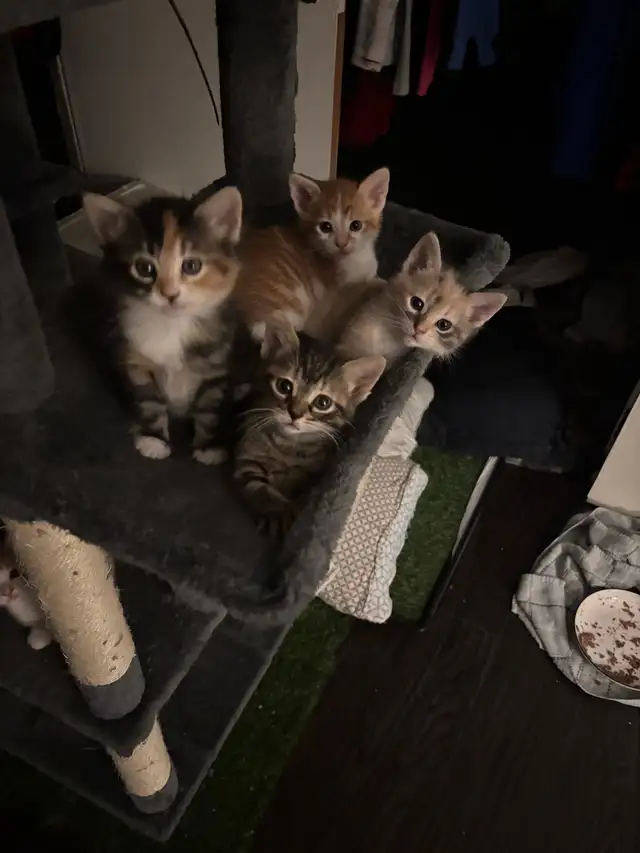 two male kittens ready April 22nd 2026 - Photo 6