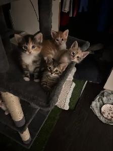 two male kittens ready April 22nd 2026 - Photo 6