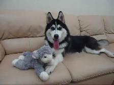 Website builder needed ASAP