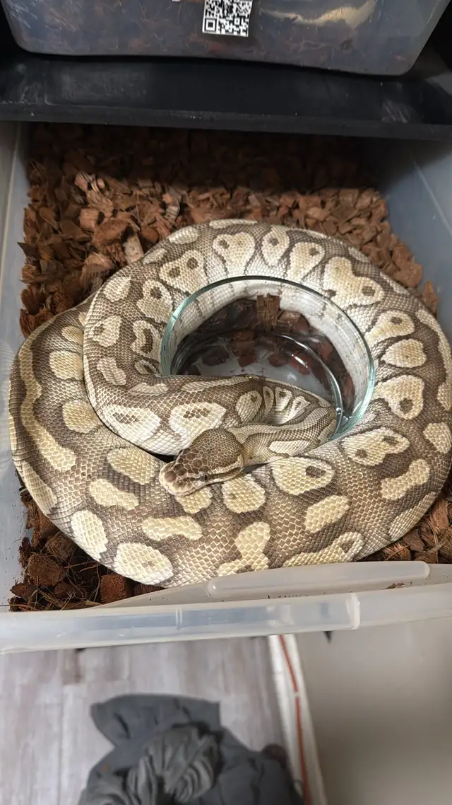 Proven Breeder Female Pastel Lesser Het Clown