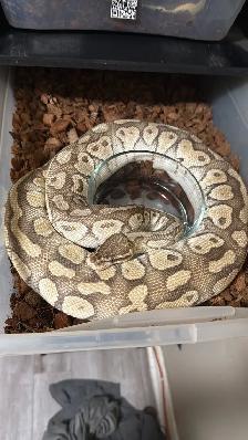 Proven Breeder Female Pastel Lesser Het Clown
