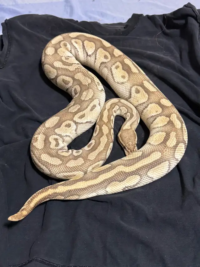 Proven Breeder Female Pastel Lesser Het Clown - Photo 2