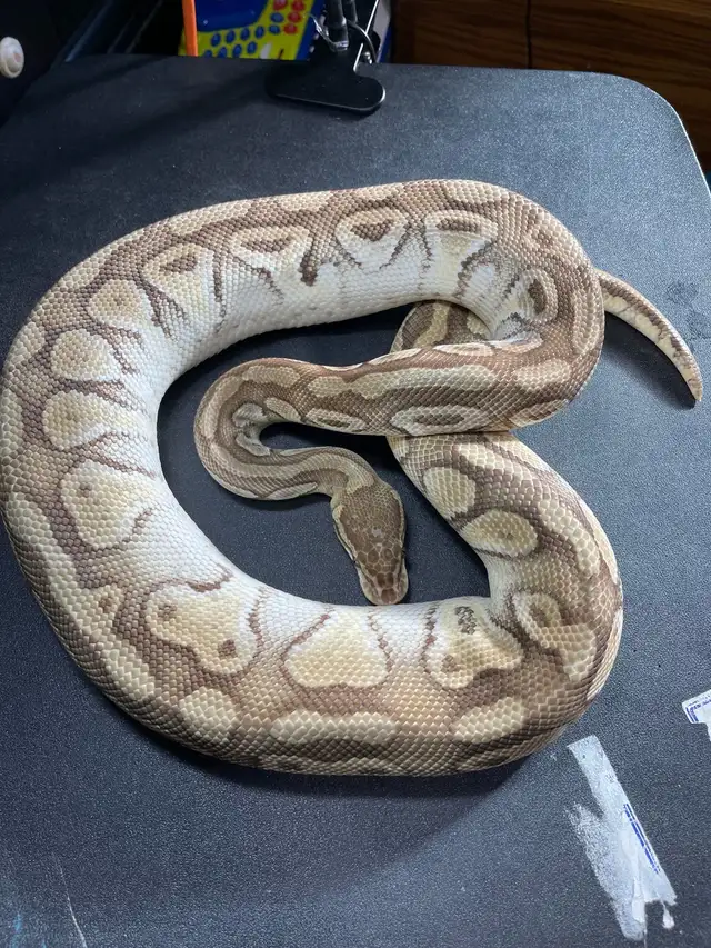 Proven Breeder Female Pastel Lesser Het Clown - Photo 3