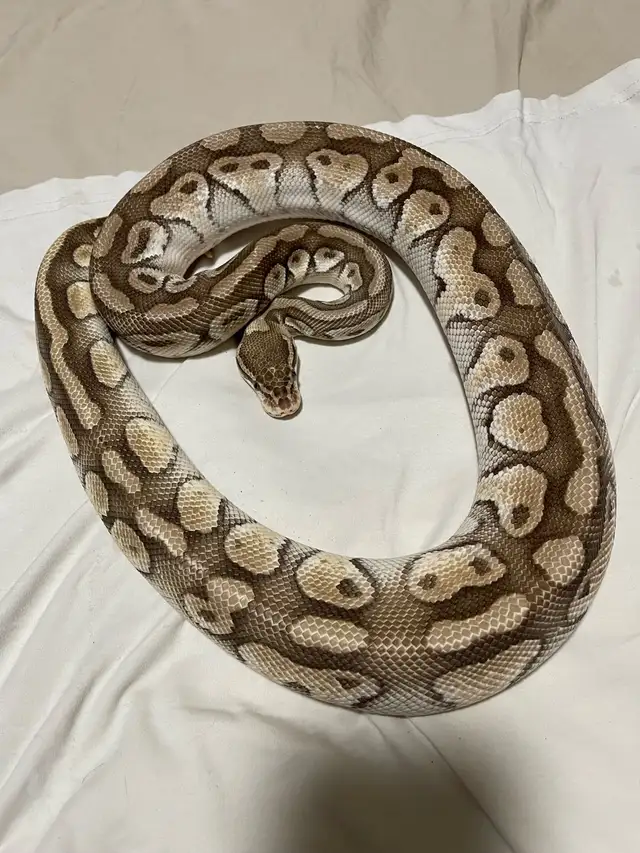 Proven Breeder Female Pastel Lesser Het Clown - Photo 5