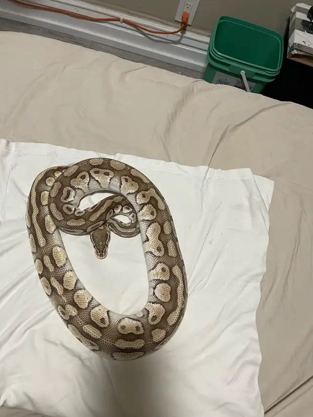 Proven Breeder Female Pastel Lesser Het Clown - Photo 6