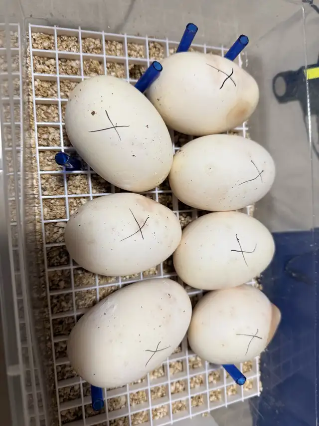 Proven Breeder Female Pastel Lesser Het Clown - Photo 7