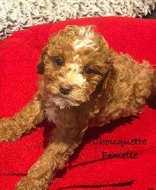 CHIOTS MINI COCKAPOO F1B PUPPIES