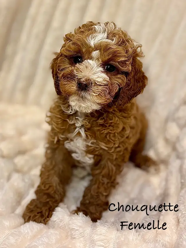 CHIOTS MINI COCKAPOO F1B PUPPIES - Photo 2