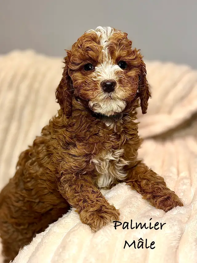 CHIOTS MINI COCKAPOO F1B PUPPIES - Photo 3