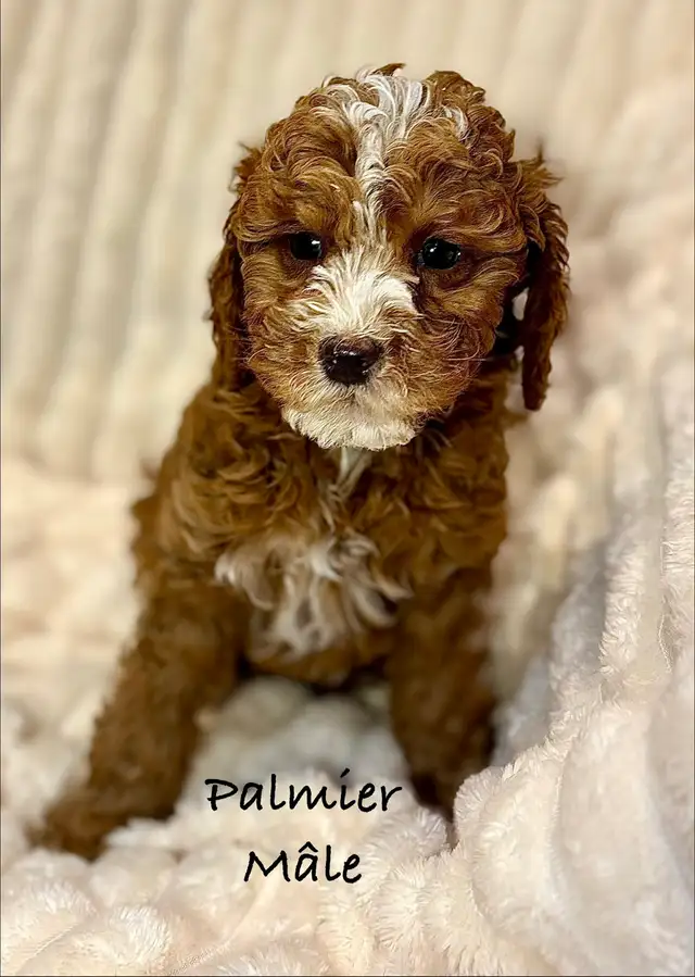 CHIOTS MINI COCKAPOO F1B PUPPIES - Photo 4