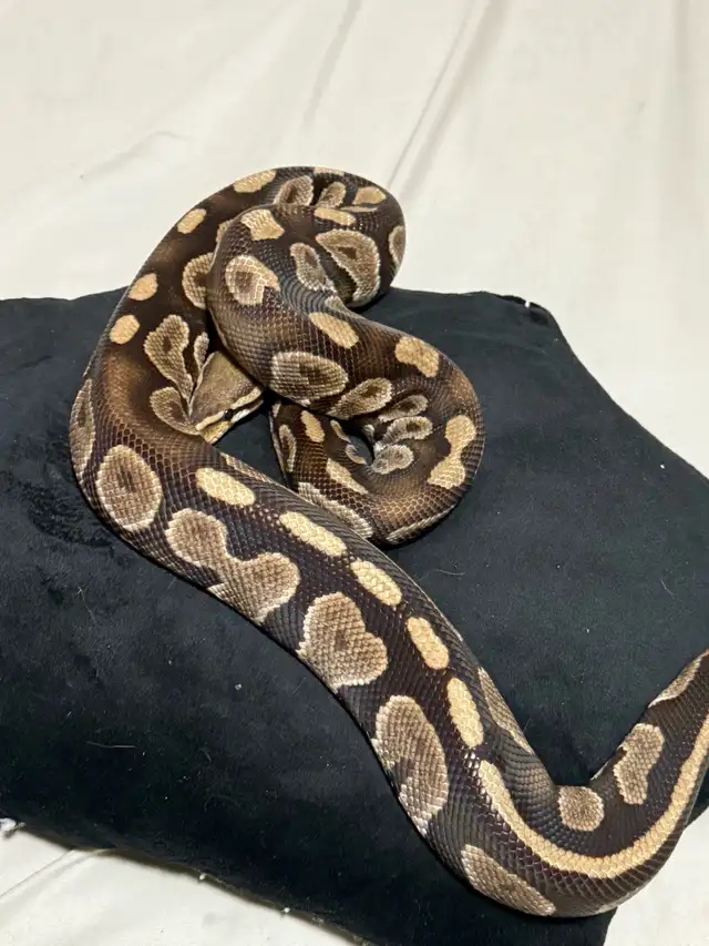 Proven Breeder Female Garcia Line Chocolate