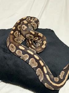 Proven Breeder Female Garcia Line Chocolate