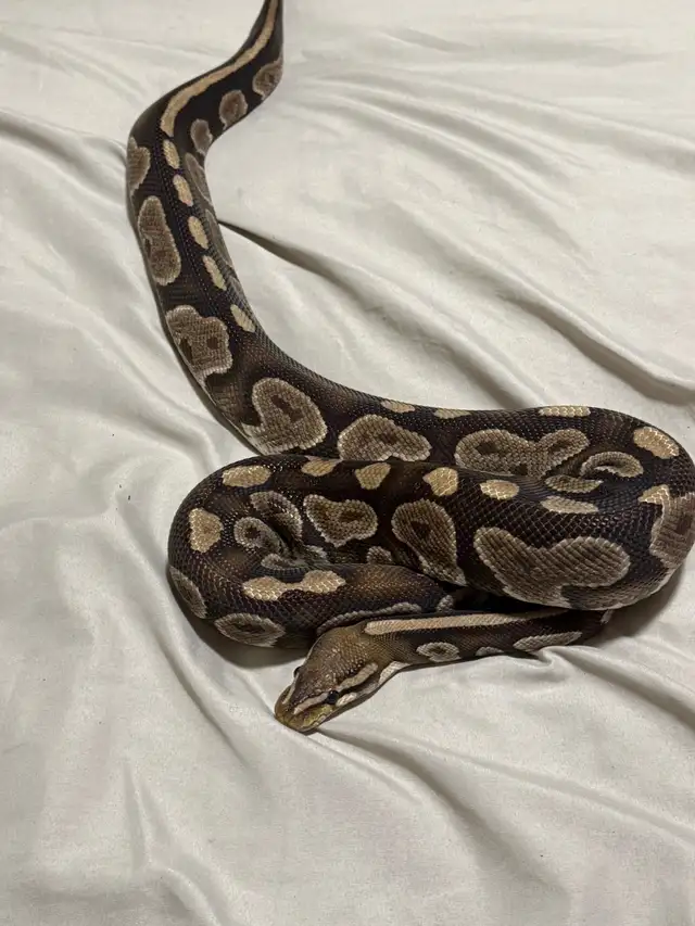 Proven Breeder Female Garcia Line Chocolate - Photo 2