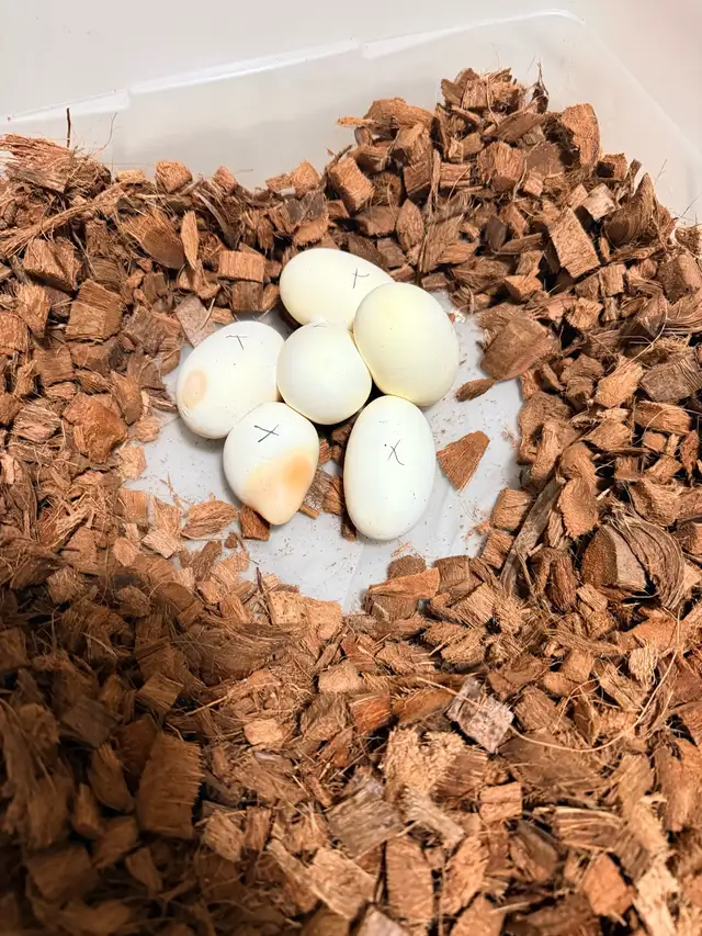 Proven Breeder Female Garcia Line Chocolate - Photo 3