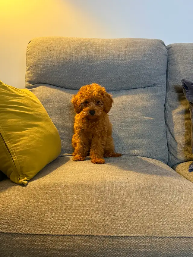 RED APRICOT POODLES- MUST GO THIS WEEKEND