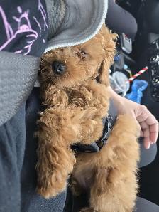 RED APRICOT POODLES- MUST GO THIS WEEKEND - Photo 2