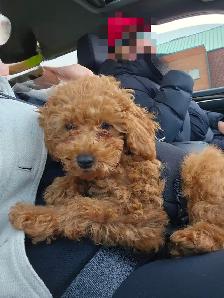 RED APRICOT POODLES- MUST GO THIS WEEKEND - Photo 3