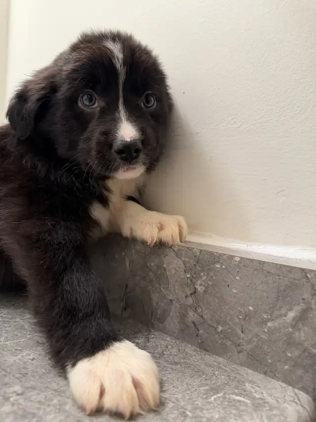 Border Collie puppy