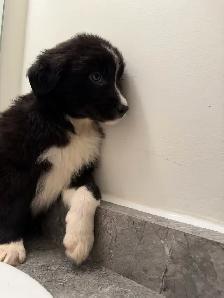 Border Collie puppy - Photo 2