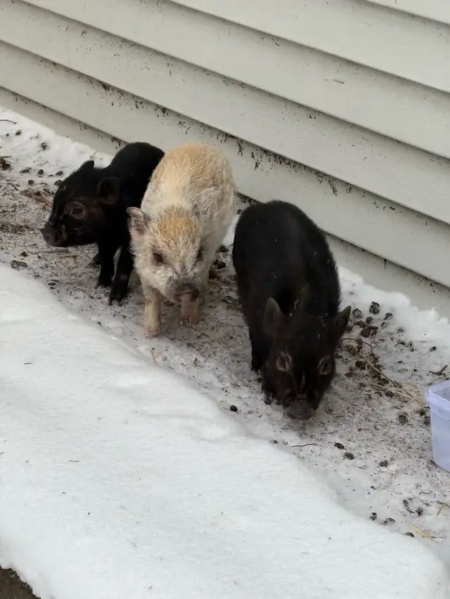 Mini Potbelly Piglets (6 months old)