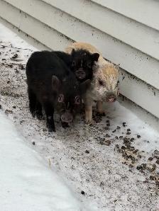 Mini Potbelly Piglets (6 months old) - Photo 2