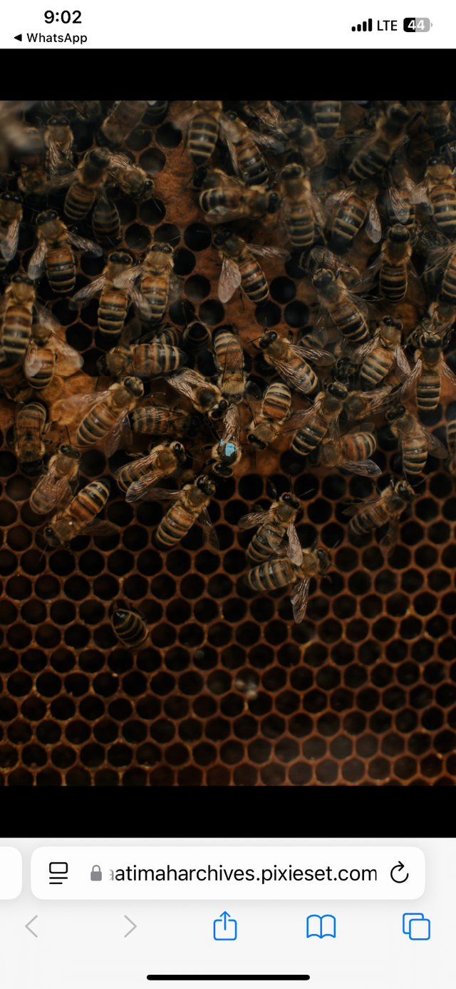 Life honey bee presentation for children and adult - Photo 6