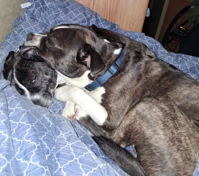 Boston Terrier - Photo 2