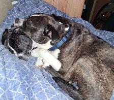 Boston Terrier - Photo 2