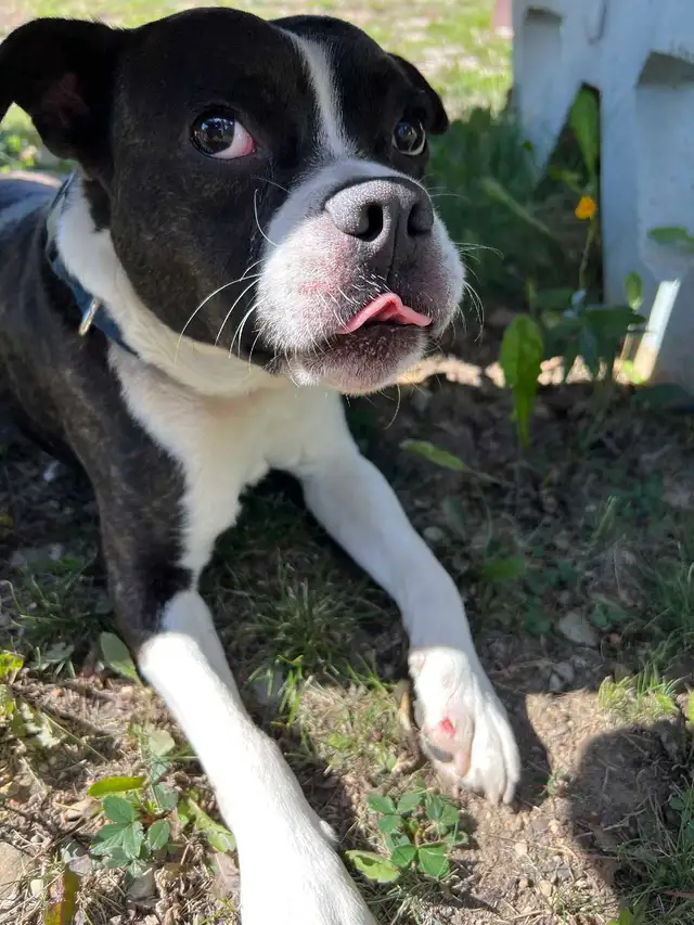 Boston Terrier - Photo 3