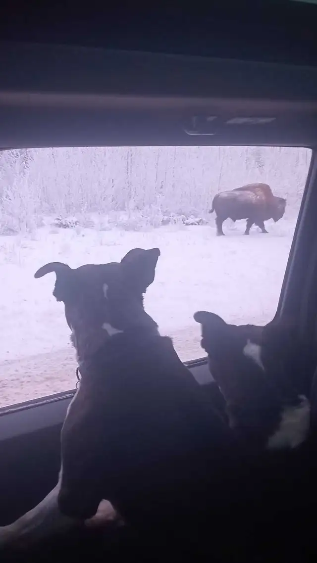 Boston Terrier - Photo 4