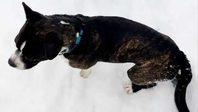 Boston Terrier - Photo 5