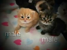 Beaux bébé persan - Photo 2