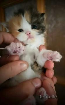 Beaux bébé persan - Photo 3